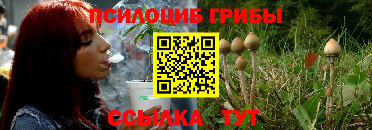 Псилоцибиновые грибы Cubensis Арсеньев